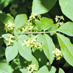 Location: West Chester, Pennsylvania
Date: 2011-05-10
yellowish flowers of Winged Euonymus
