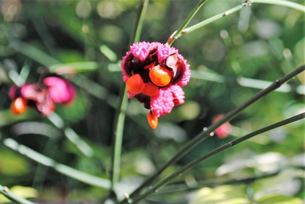 Photo of Spindle (Euonymus) uploaded by ILPARW