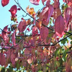 Location: Jenkins Arboretum in Berwyn, Pennsylvania
Date: 2012-10-21
Eastern Wahoo rose fall colour