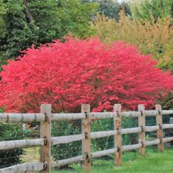 Location: West Chester, Pennsylvania
Date: 2010-10-20
Winged Burningbush Euonymus fall colour