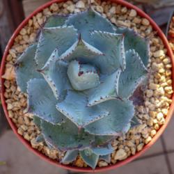 Location: Baja California
Date: 2018-10-10
8 inch pot, rosette near full size