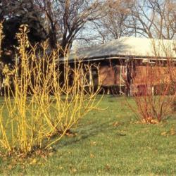 Location: Aurora, Illinois
Date: winter in 1980's
Yellowosier & Redosier Dogwoods