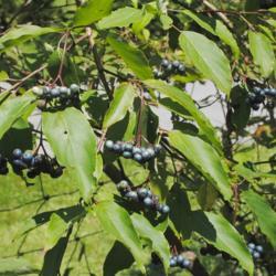 Location: Exton, Pennsylvania
Date: 2015-08-15
Silky Dogwood fruit