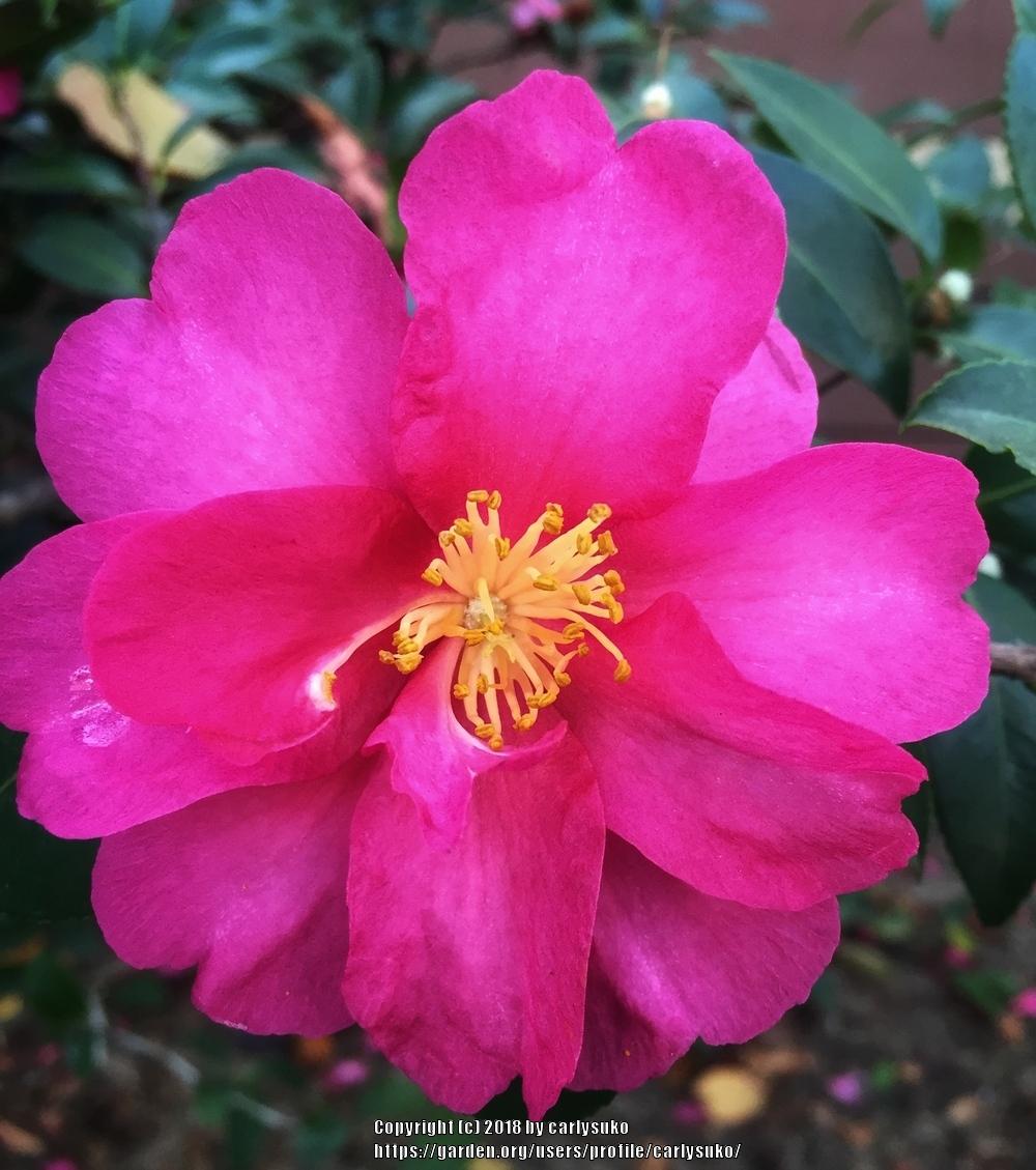 Photo of Camellias (Camellia) uploaded by carlysuko