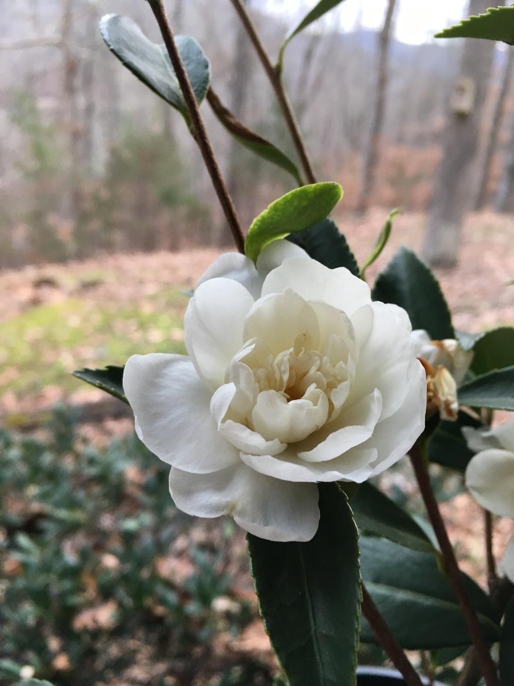 Photo of Hybrid Camellia (Camellia 'Snow Flurry') uploaded by Lakeside
