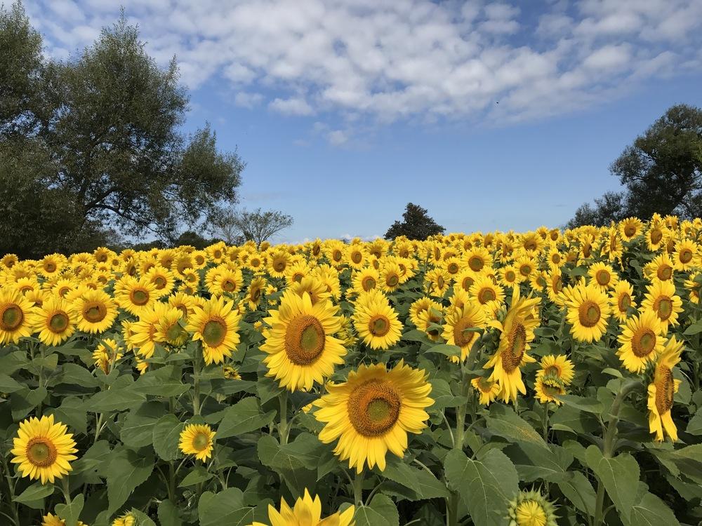 Photo of Sunflowers (Helianthus annuus) uploaded by LCL