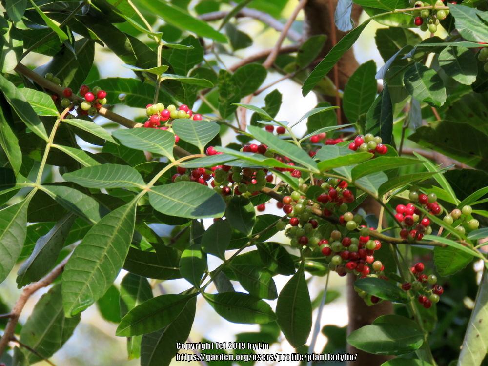 Photo of Brazilian Pepper Tree (Schinus terebinthifolia) uploaded by plantladylin
