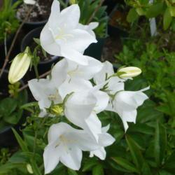 Location: Nora's Garden - Castlegar, B.C.
Date: 2013-06-22
- Sturdy stalks, but delicate white blossoms.