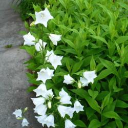 Location: Riverview, Robson, B.C.
Date: 2009-06-17
- Surrounded by pink Phlox paniculata.
