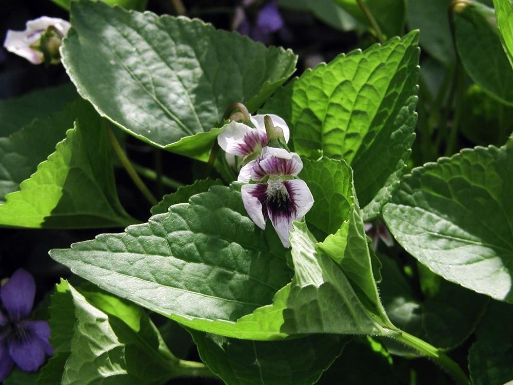 Photo of Sweet Violet (Viola odorata) uploaded by lauribob