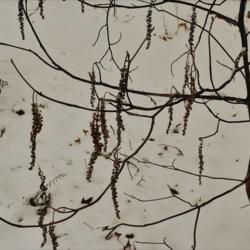 Location: Jenkins Arboretum in Berwyn, Pennsylvania
Date: 2019-01-13
clusters of dry brown capsules in winter