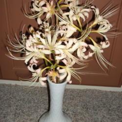 Location: In my house
Date: 2014-09-05
A vase of my pretty creamy Lycoris