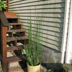 Location: Downingtown, Pennsylvania
Date: 2009-09-14
horsetails in pot