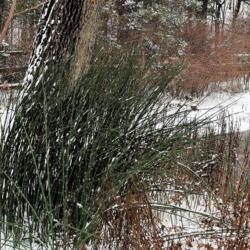 Location: Jenkins Arboretum in Berwyn, Pennsylvania
Date: 2019-01-13
full-grown clump in winter