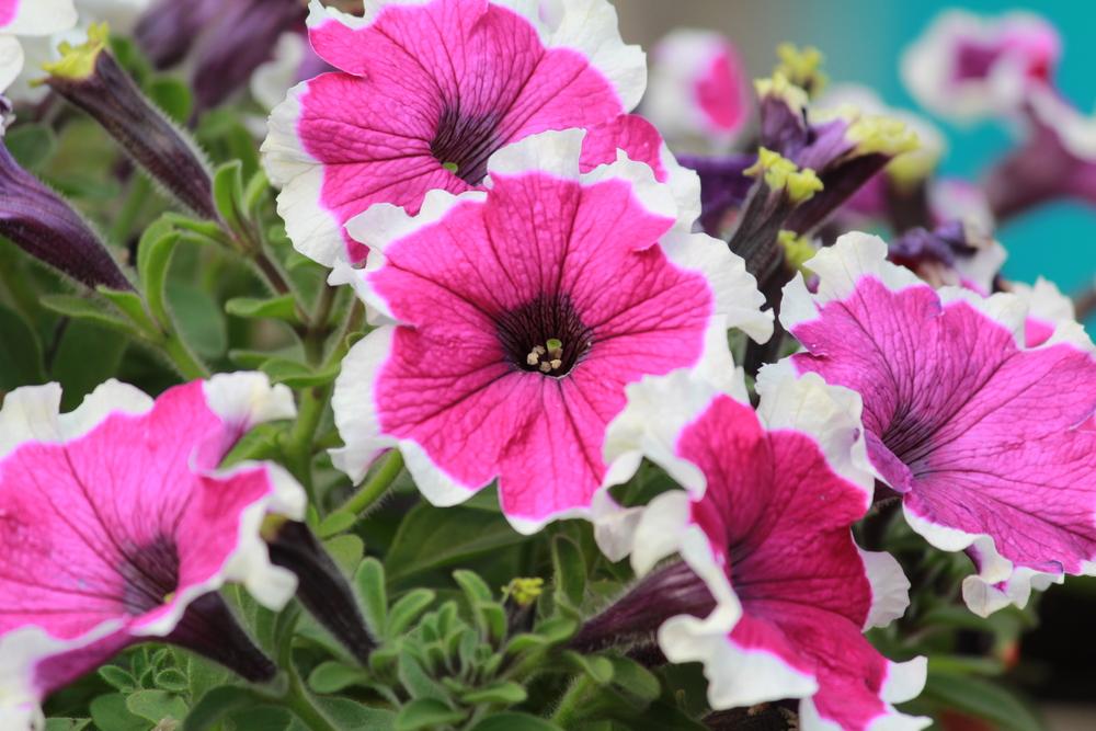 Photo of Petunias (Petunia) uploaded by queen1694