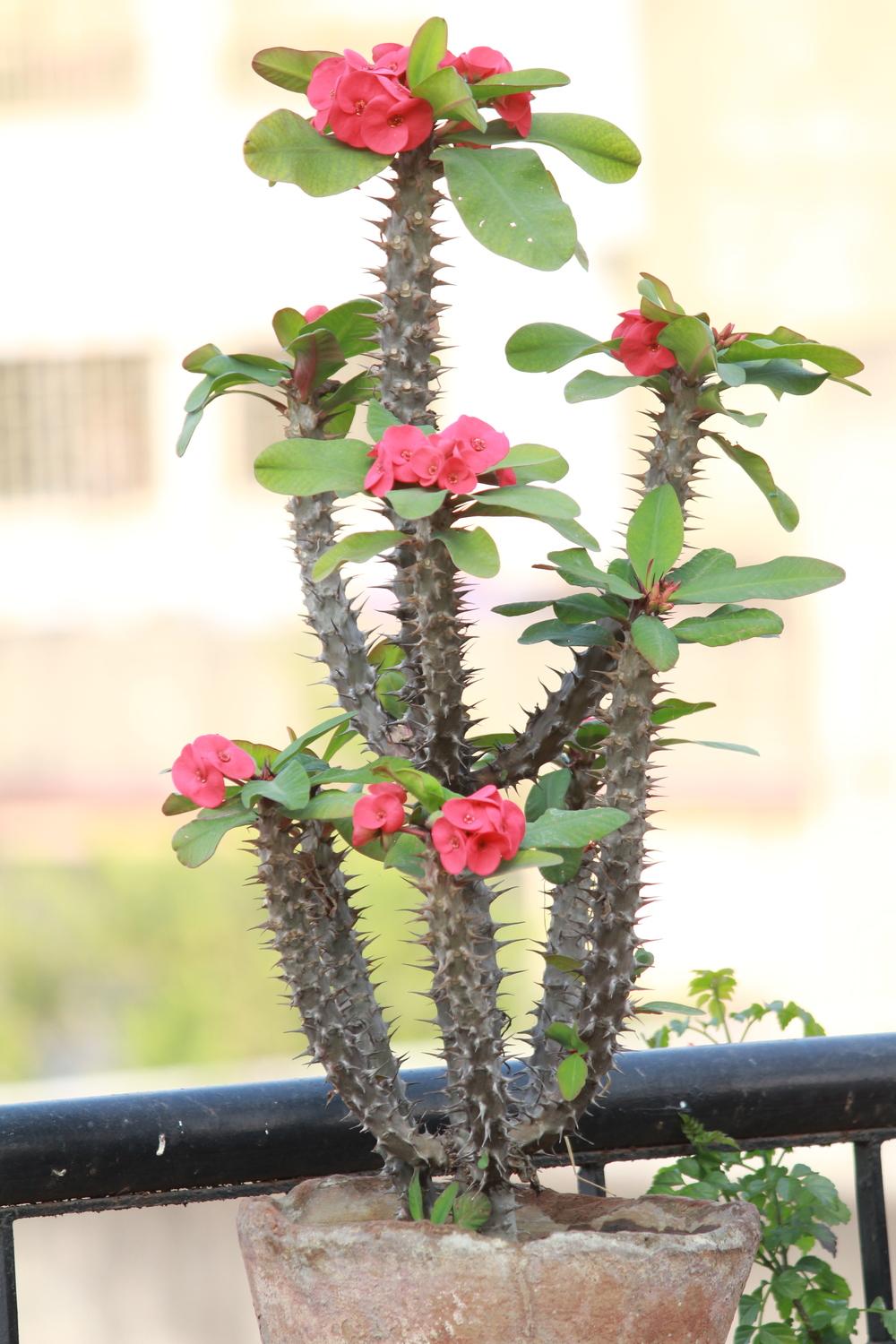 Photo of Crown of Thorns (Euphorbia milii) uploaded by queen1694