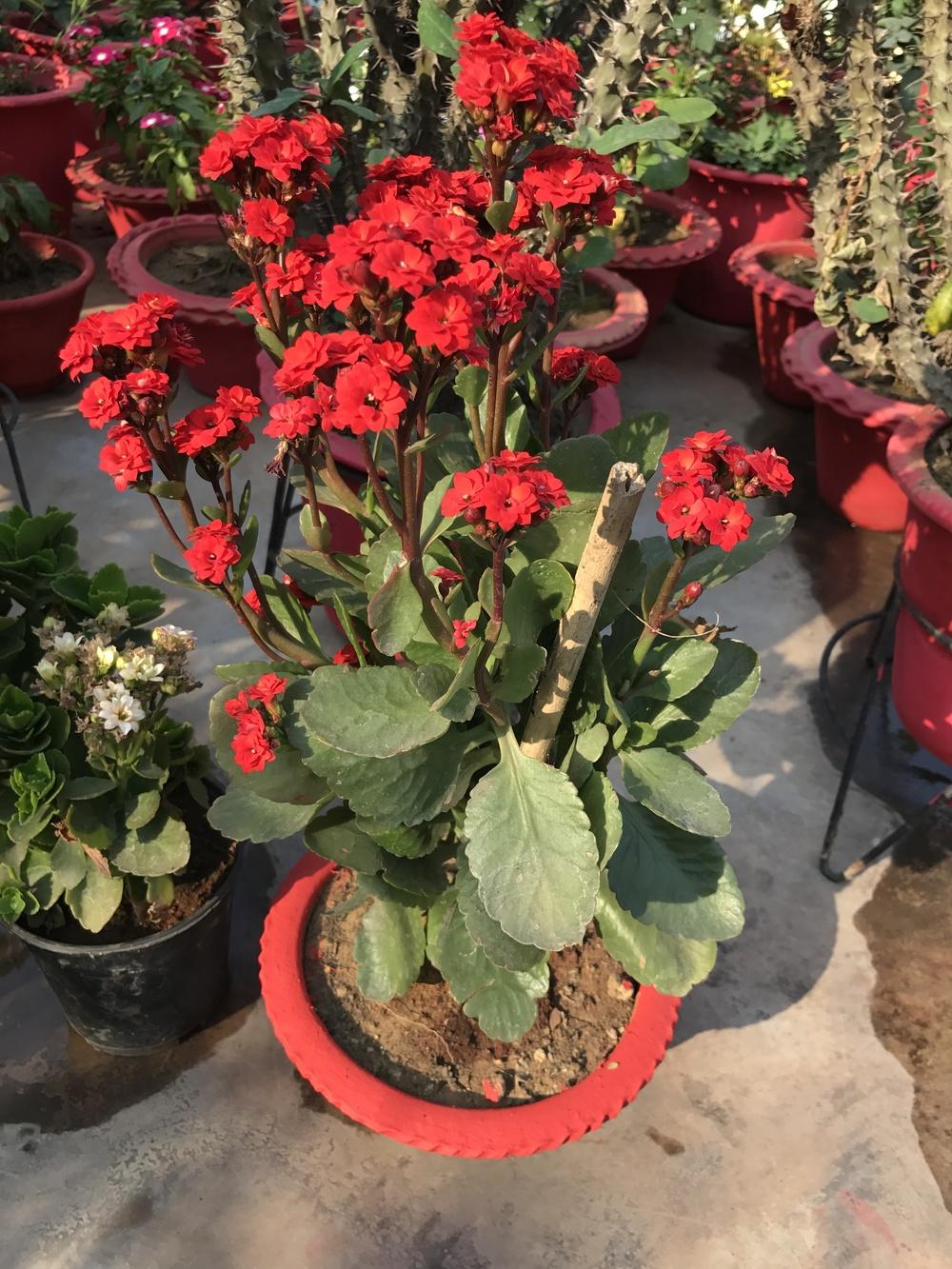 Photo of Kalanchoes (Kalanchoe) uploaded by queen1694