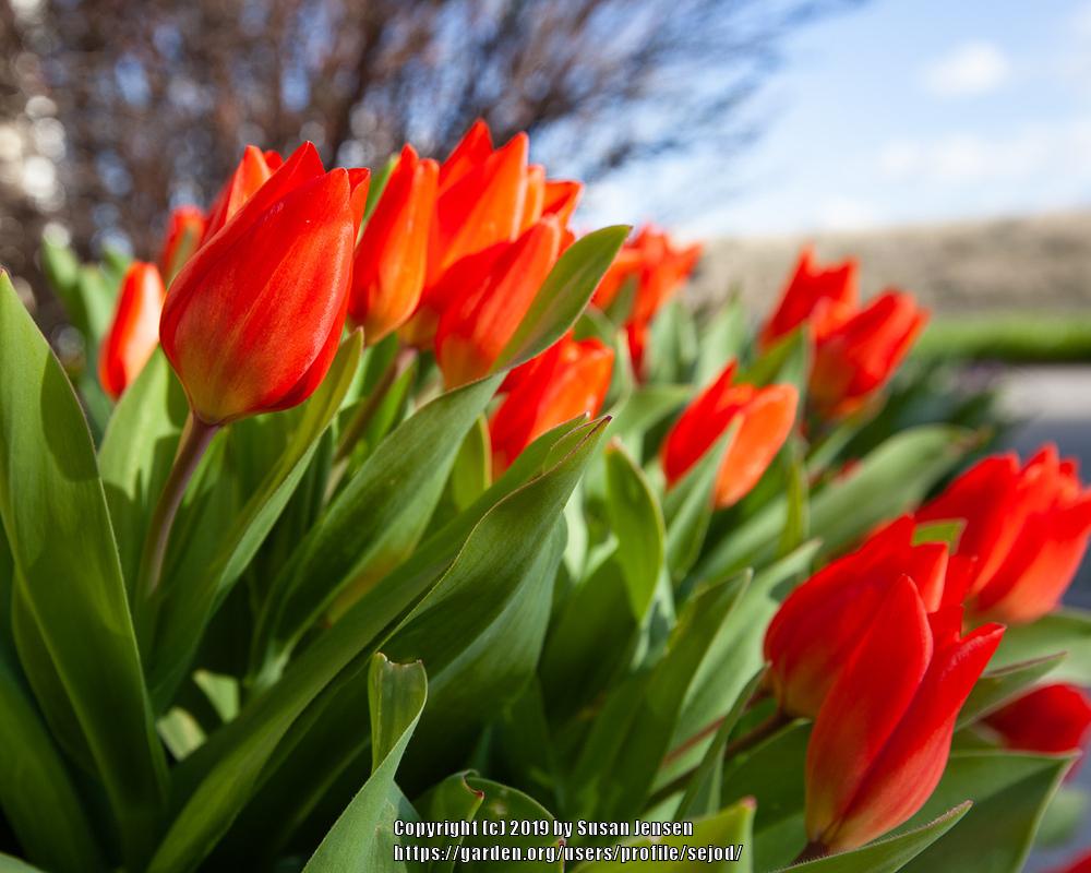 Photo of Tulips (Tulipa) uploaded by sejod
