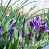 6-8" tall miniatue iris
