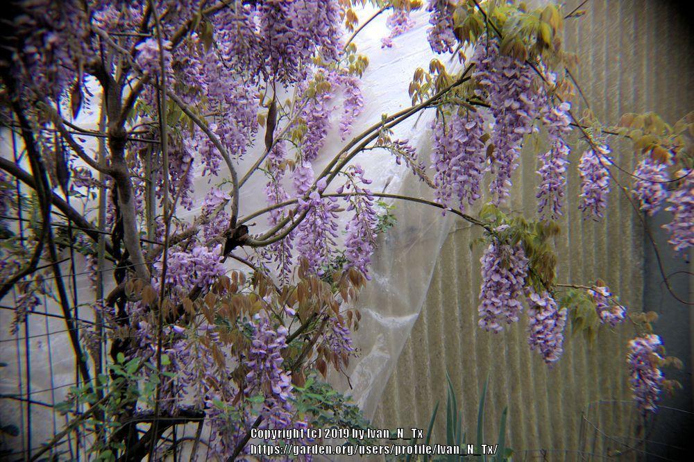 Photo of Chinese Wisteria (Wisteria sinensis) uploaded by Ivan_N_Tx