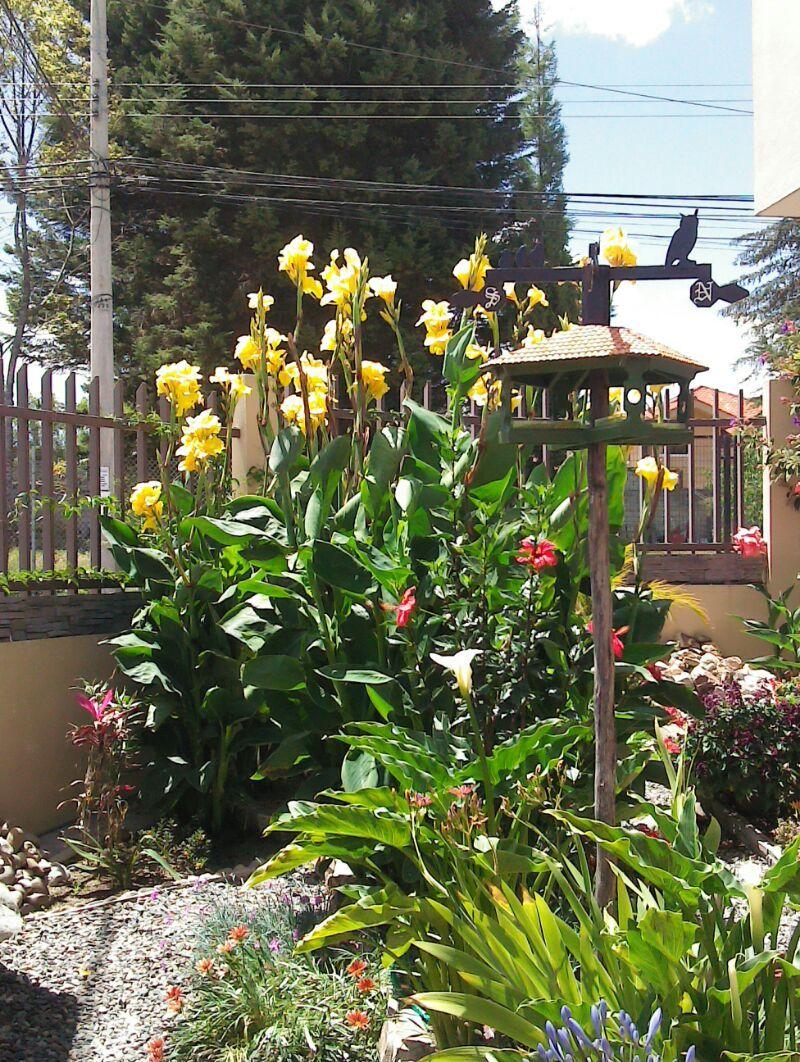 Photo of Cannas (Canna) uploaded by Lily_Lover