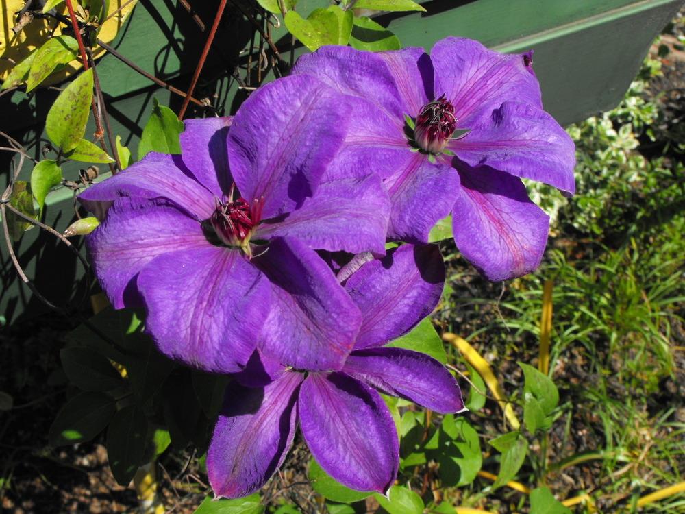 Photo of Clematis uploaded by Lily_Lover