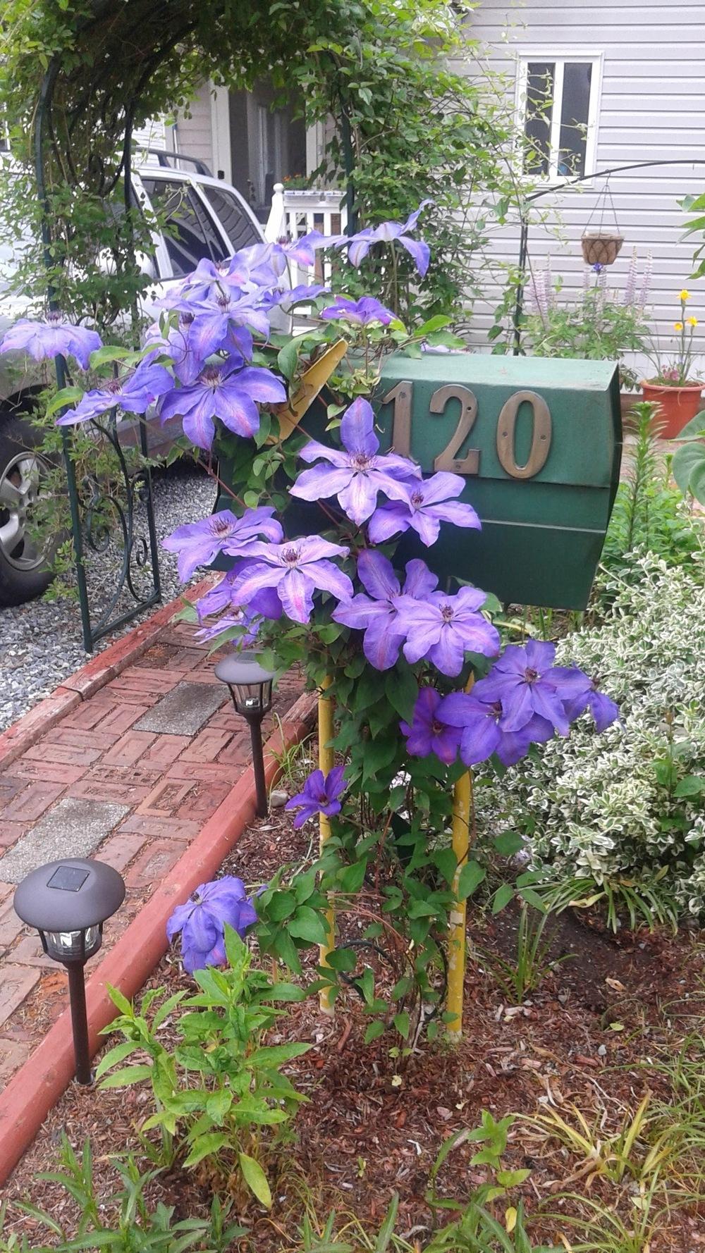 Photo of Clematis uploaded by Lily_Lover