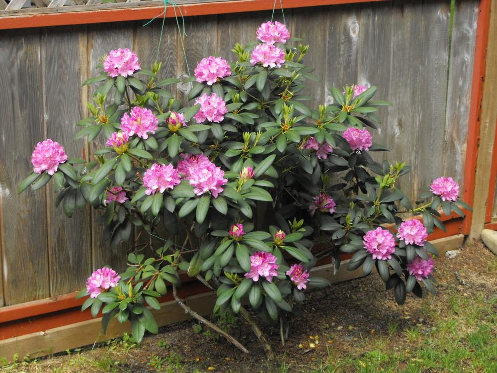 Photo of Rhododendrons (Rhododendron) uploaded by Lily_Lover