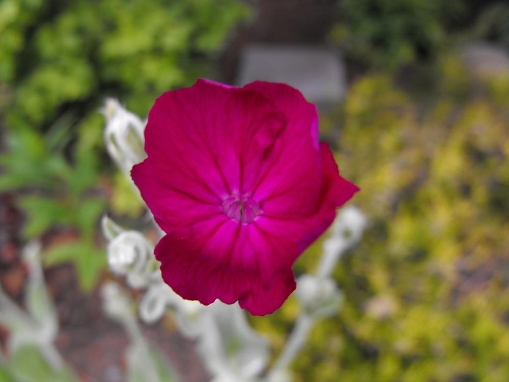 Photo of Rose Campion (Silene coronaria) uploaded by Lily_Lover