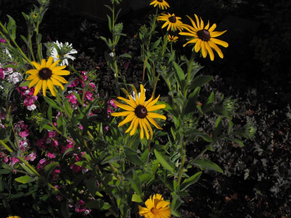 Photo of Black Eyed Susan (Rudbeckia hirta) uploaded by Lily_Lover