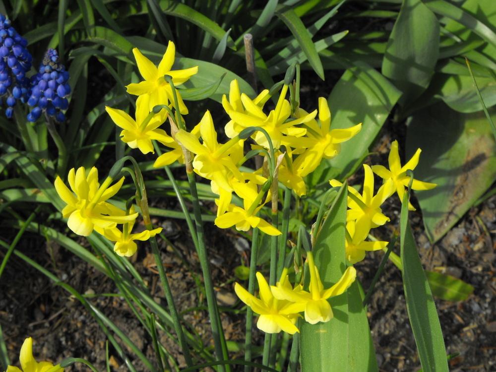 Photo of Daffodils (Narcissus) uploaded by Lily_Lover