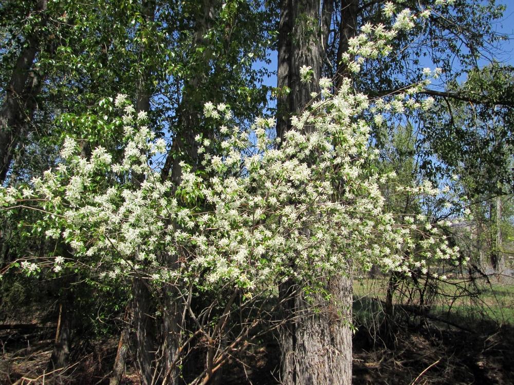 Photo of Serviceberry (Amelanchier alnifolia) uploaded by lauribob
