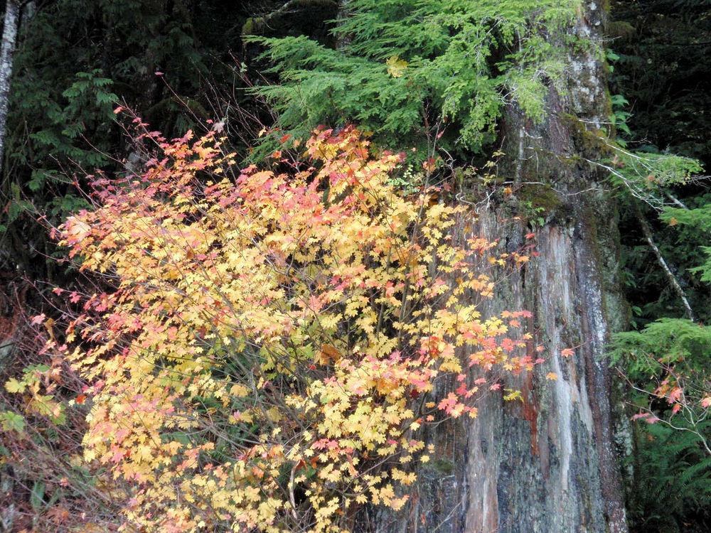 Photo of Vine Maple (Acer circinatum) uploaded by Bonehead