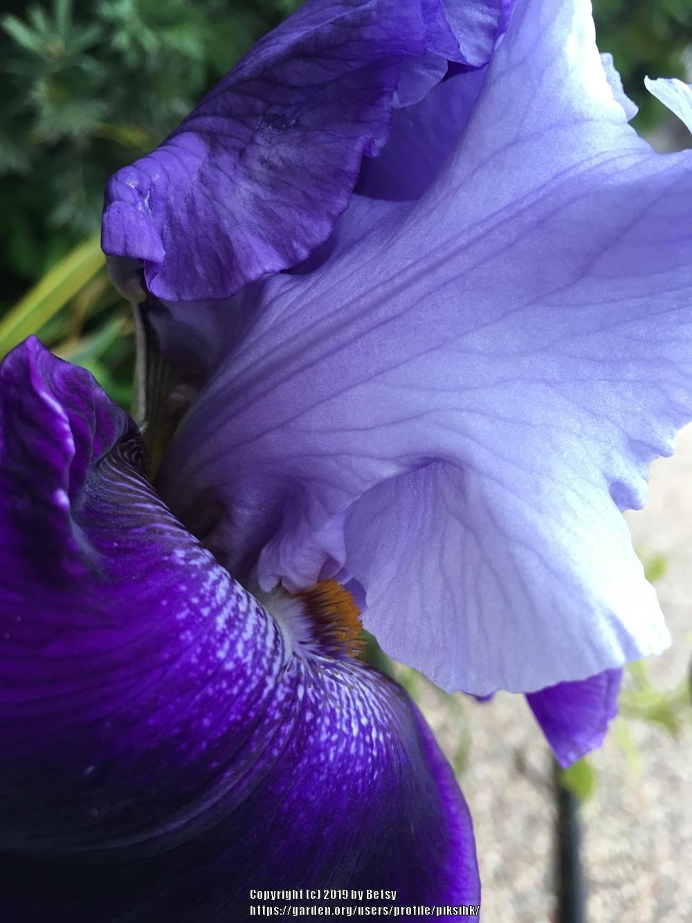 Photo of Tall Bearded Iris (Iris 'Global Crossing') uploaded by piksihk