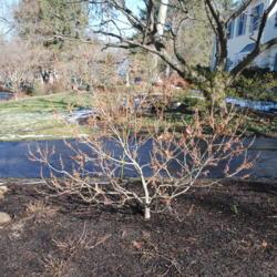 Location: West Chester, Pennsylvania
Date: 2019-02-04
mature shrub in bloom