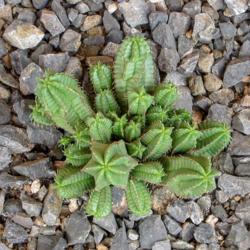 Location: Baja California
Date: 2013-09-15
Euphorbia mammillaris x anoplia