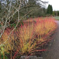 Location: RHS Harlow Carr, Yorkshire, UK
Date: 2019-02-10