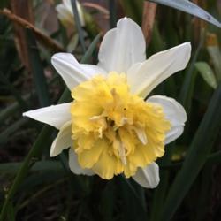 Location: My garden HW left of white spider lily 
Date: 2019-02-11