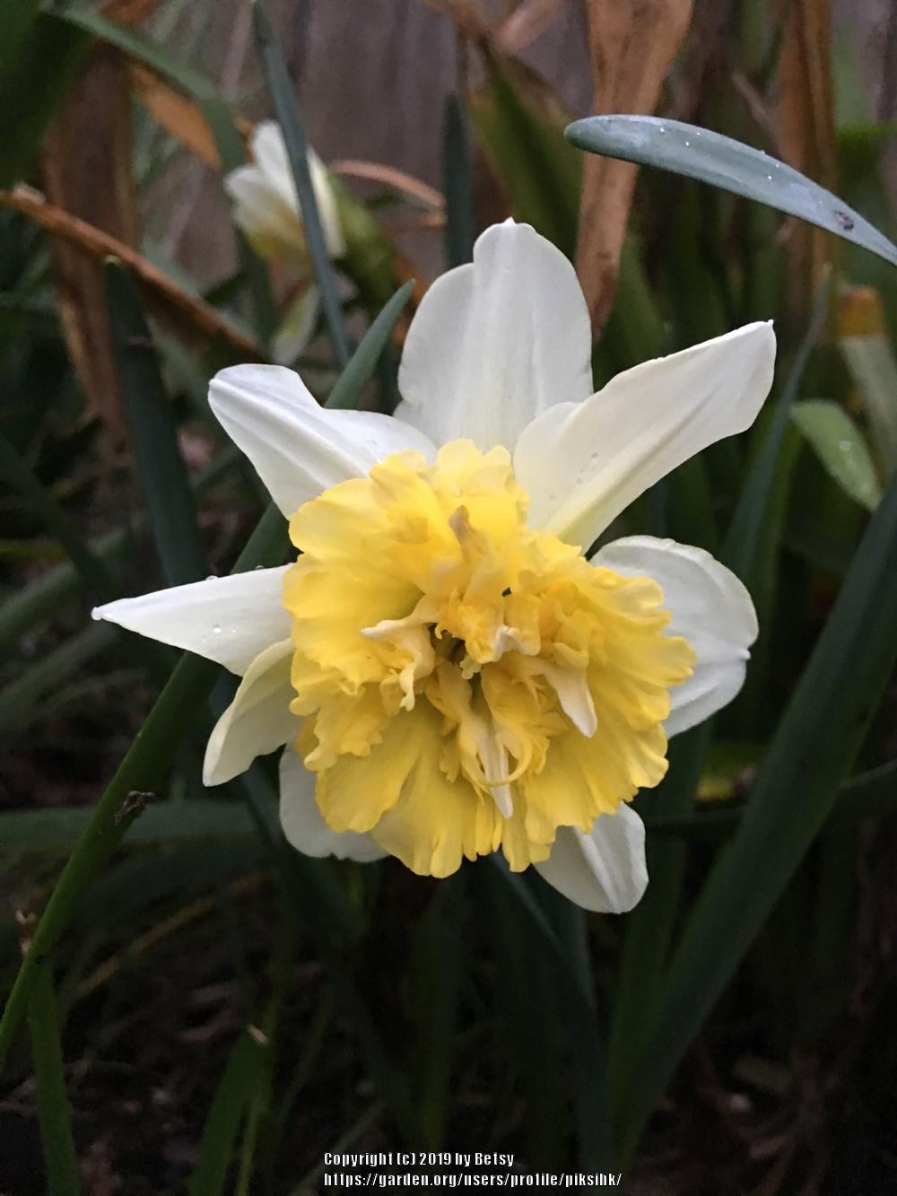 Photo of Daffodils (Narcissus) uploaded by piksihk