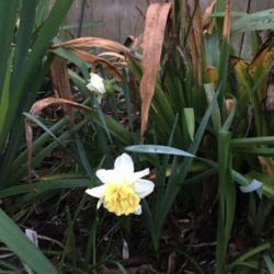 Location: My garden HW left of white spider lily
Date: 2019-02-11