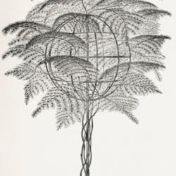 
Date: c. 1895
illustration (as Asparagus comorensis) from 'L'Illustration horti