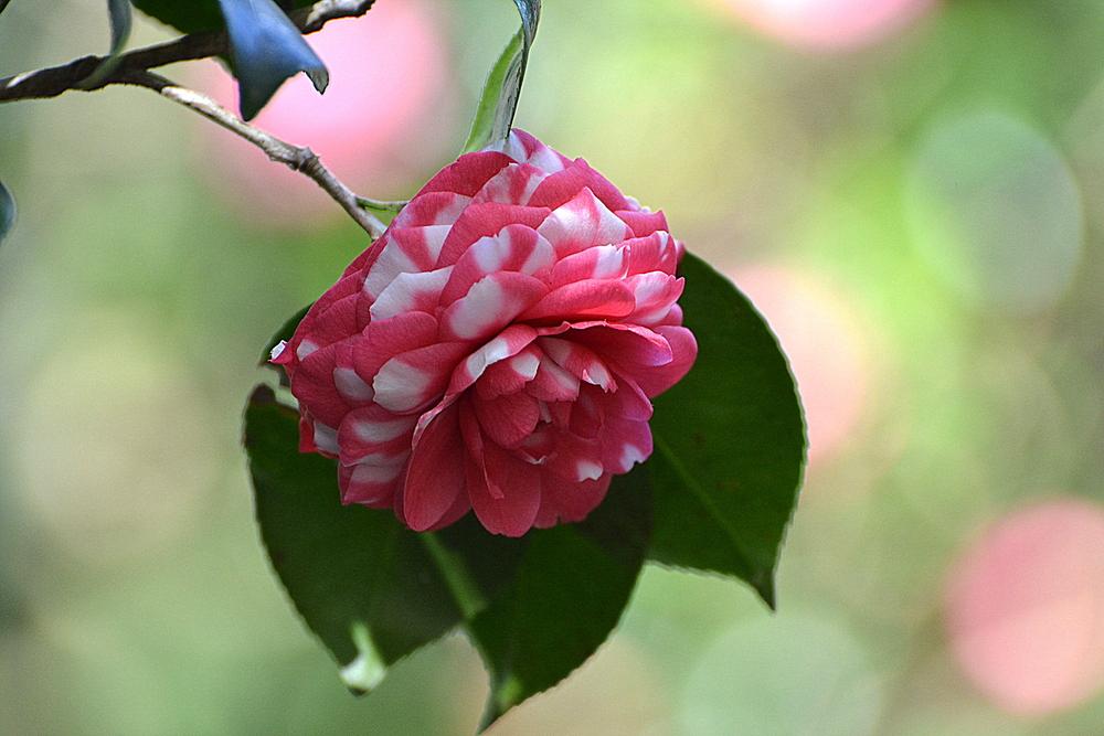 Photo of Camellias (Camellia) uploaded by sunkissed