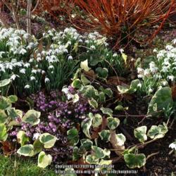 Location: RHS Harlow Carr, Yorkshire, UK
Date: 2019-02-14
In the winter walk with Cornus Yelverton, double snowdrops and He