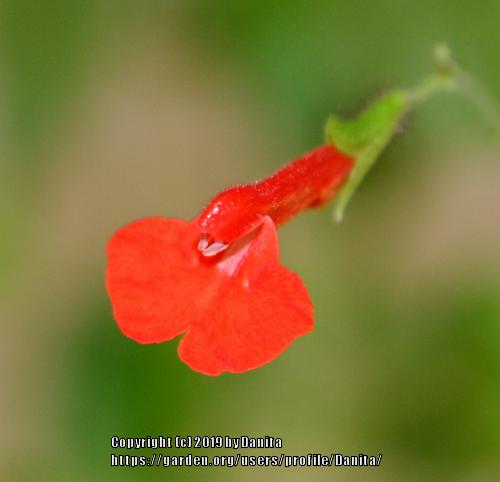 Photo of Tall Red Colombian Sage (Salvia rubescens subsp. dolichothrix) uploaded by Danita