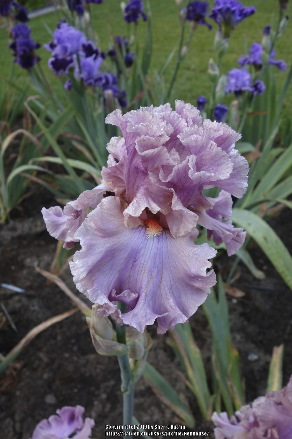 Photo of Tall Bearded Iris (Iris 'Eye for Style') uploaded by Henhouse
