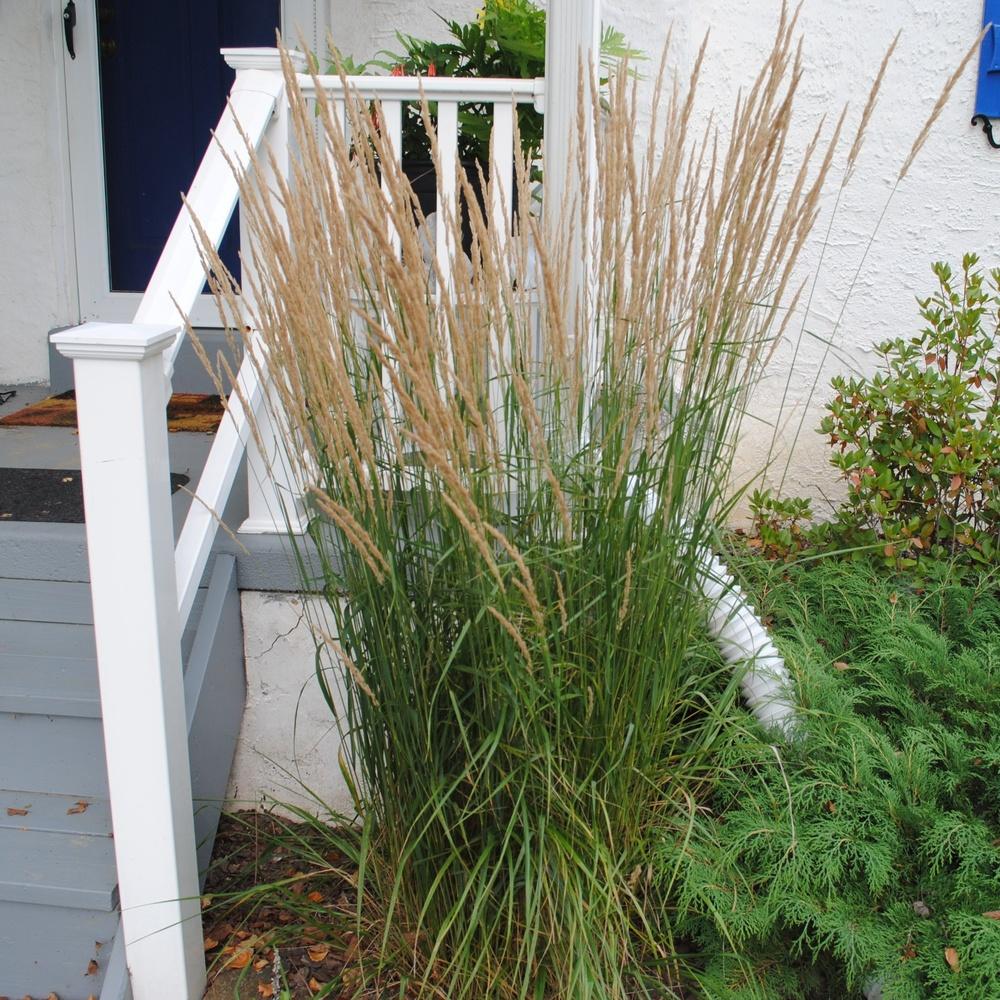 Photo of Feather Reed Grass (Calamagrostis x acutiflora 'Karl Foerster') uploaded by ILPARW