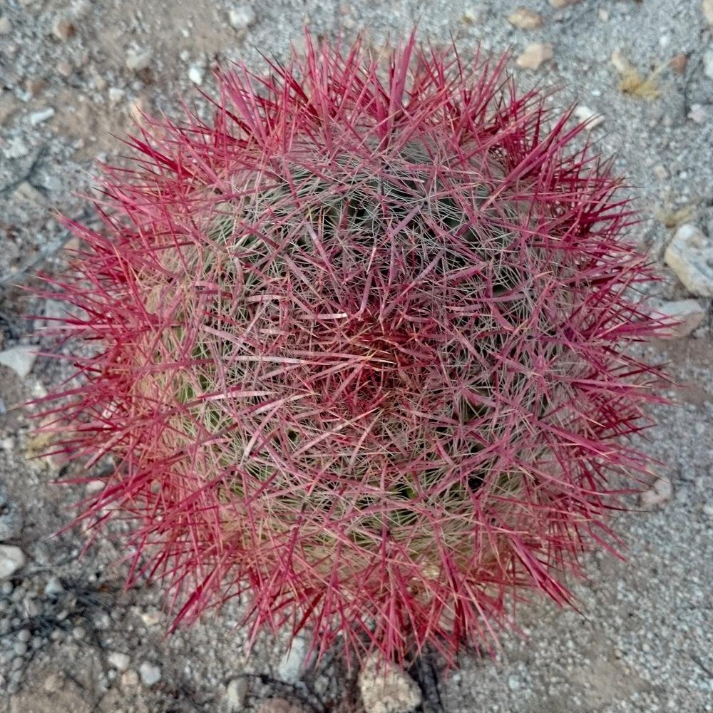 Photo of Compass Barrel Cactus (Ferocactus cylindraceus) uploaded by Baja_Costero