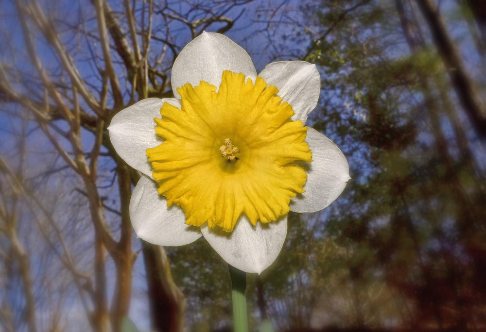Photo of Daffodils (Narcissus) uploaded by dawiz1753