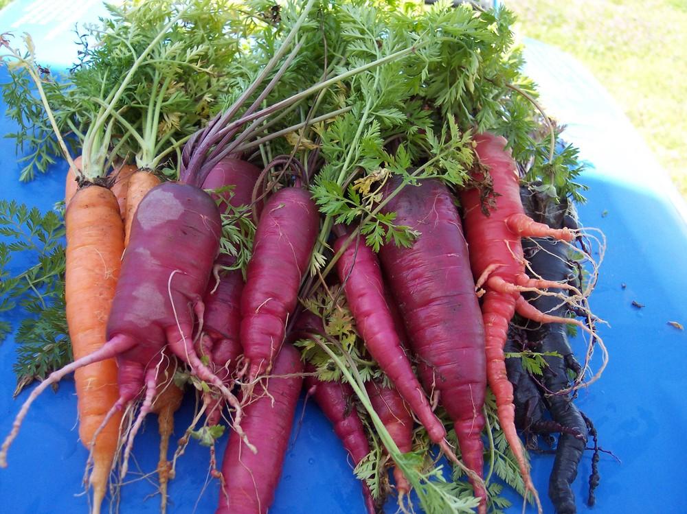 Photo of Carrot (Daucus carota var. sativus 'Atomic Red') uploaded by farmerdill
