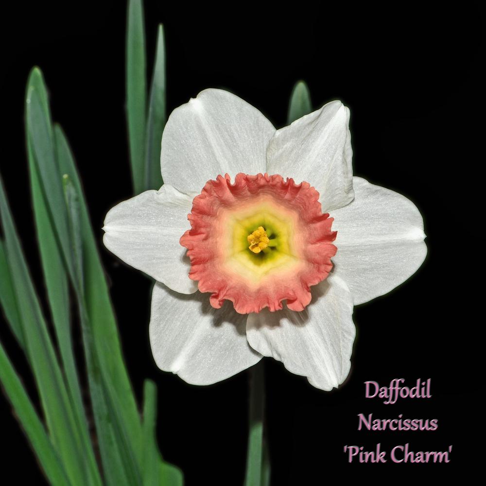 Photo of Large-Cupped Daffodil (Narcissus 'Pink Charm') uploaded by dawiz1753